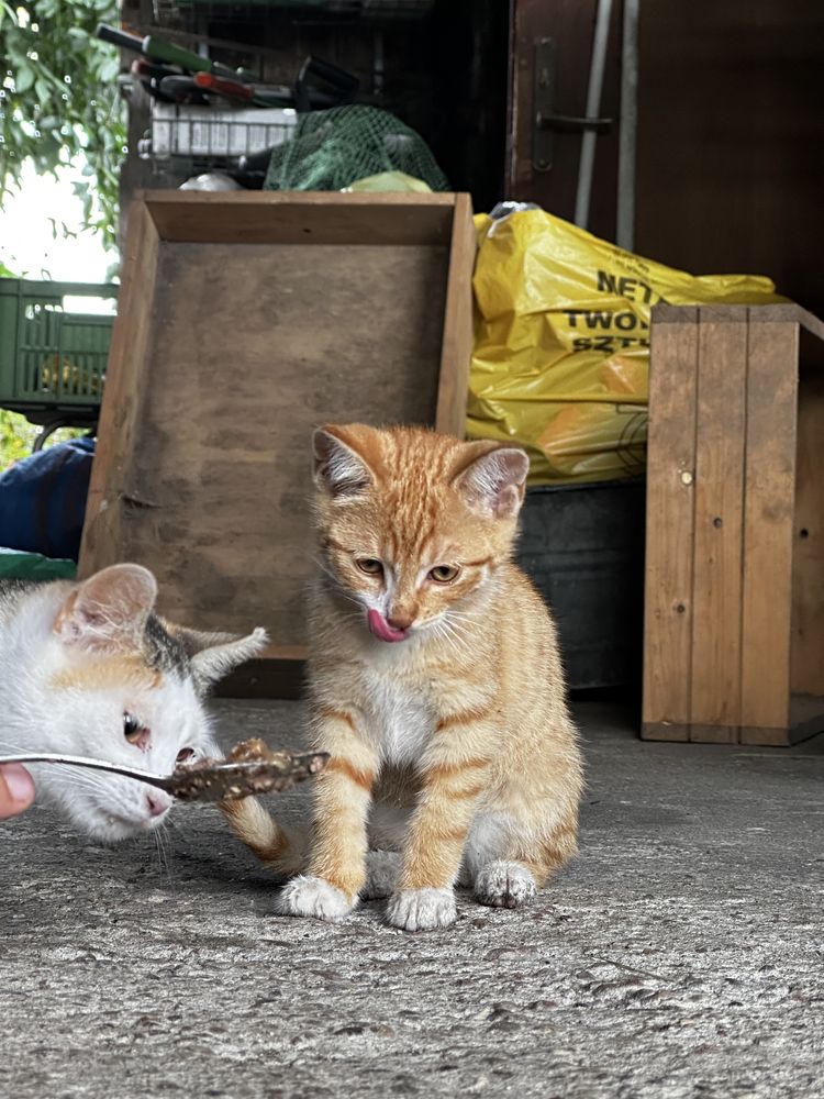 Cztery kotki do adopcji