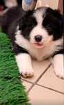 Border Collie FCI / ZKwP - REZERWACJA