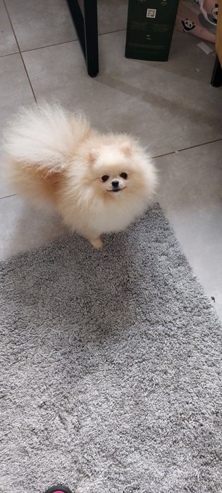 Piękna suczka Pomeranian