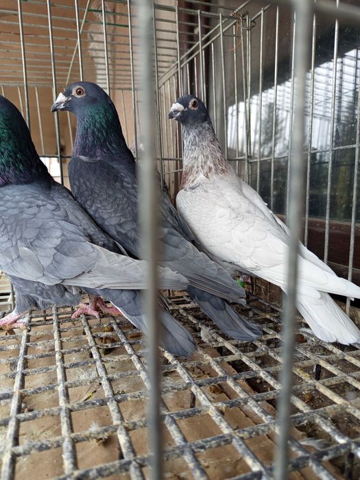 Gołębie andaluzy