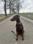 Pies w typie dobermana roczny