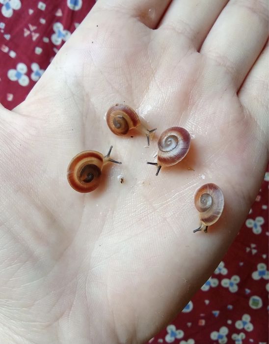 Караколусы