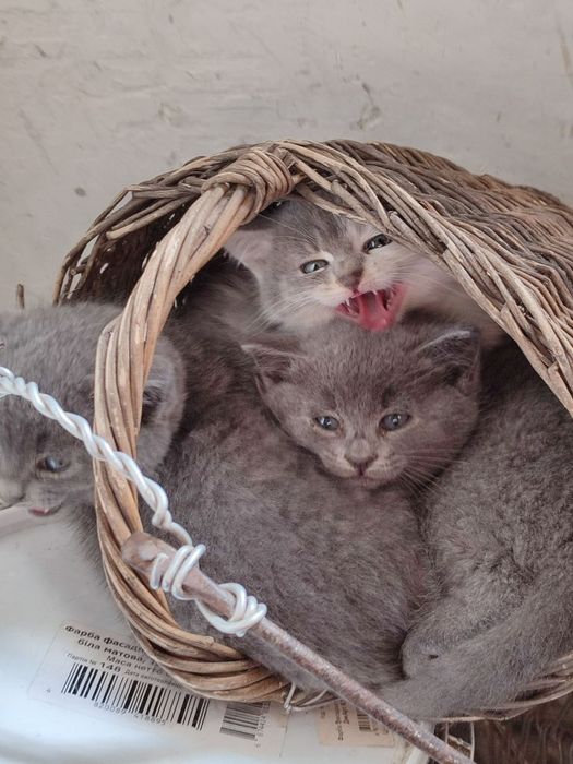 Кошеня, 2 сірих, 2 міс.