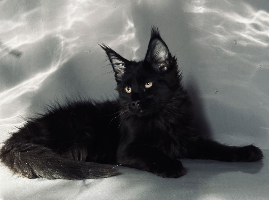 Ласковая черная пантера