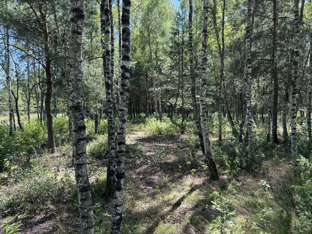 Dom Jednorodzinny spokojna okolica otoczona Lasem 95 M2