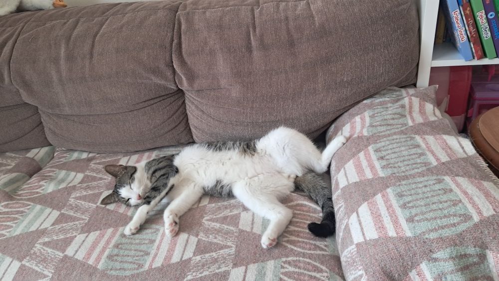 Oddam kota niewychodzącego