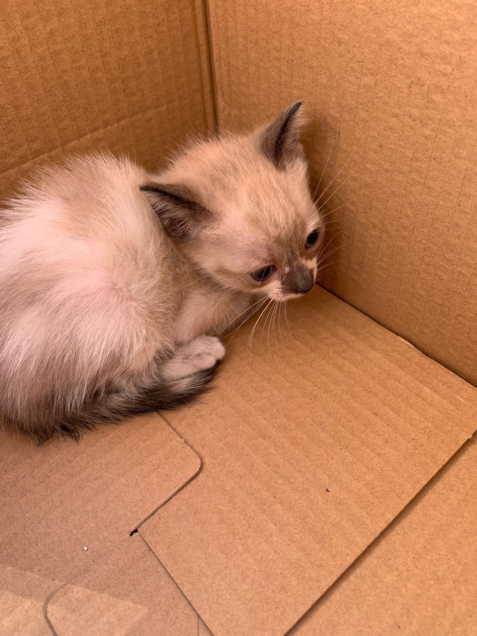 Gatos para doação