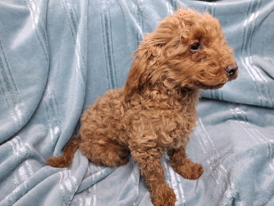 pudel miniaturowy szczeniak