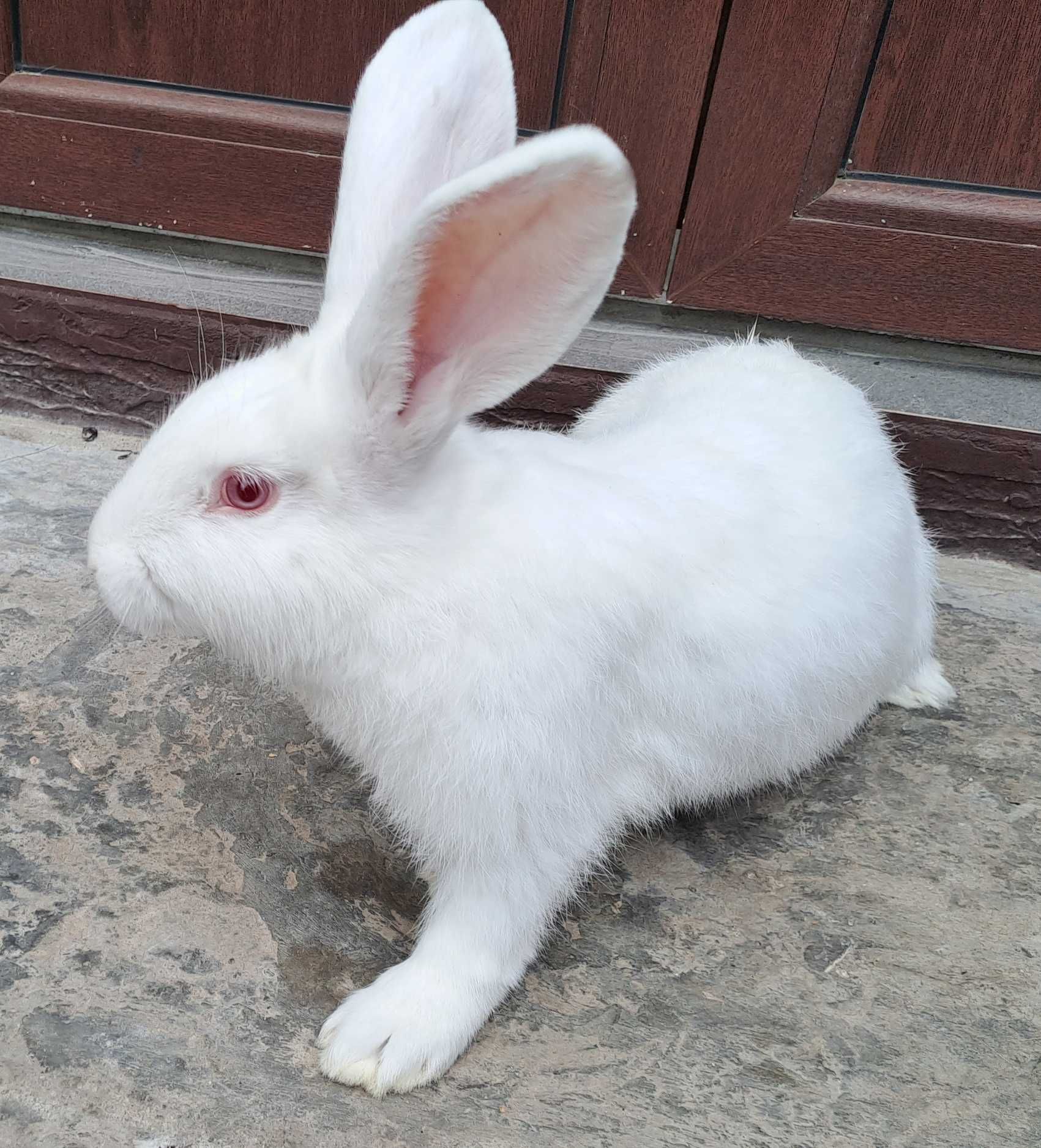 Кролики самцы породы Белый Паннон, возраст 3 месяца