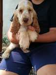 Cocker spaniel angielski