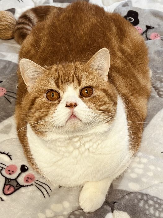 Шотландський котик.