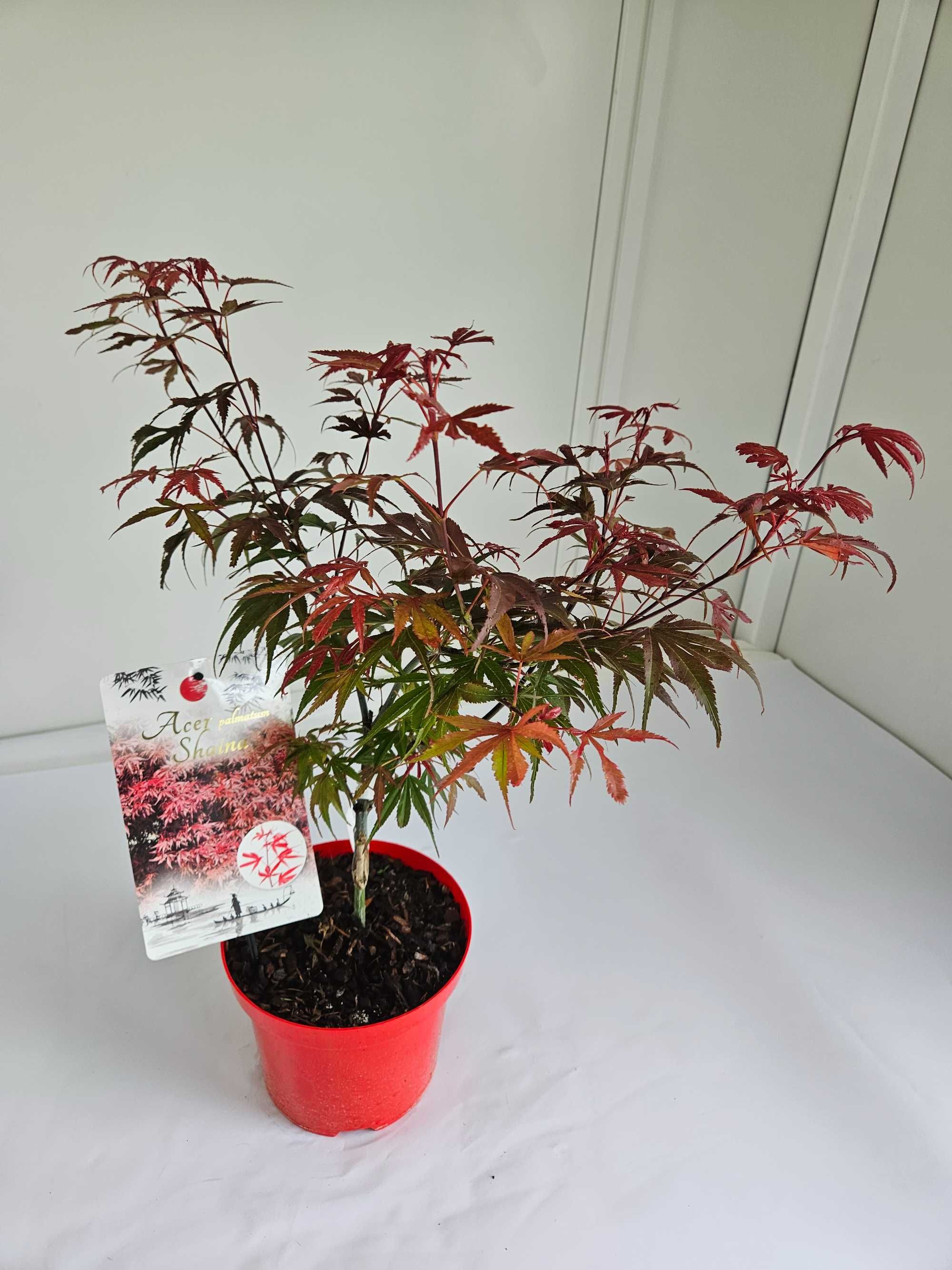 Klon palmowy 'Shaina' (Acer palmatum 'Shaina')