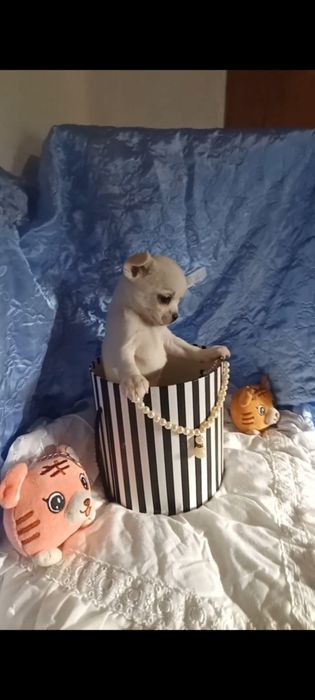 Продам білого хлопчіка чихуахуа