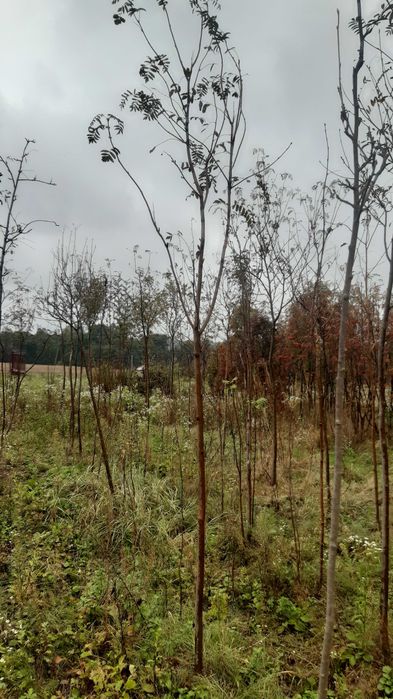 Jarząb pospolity (jarzębina) Sorbus auquparia od 10 do 16 cm obwodu