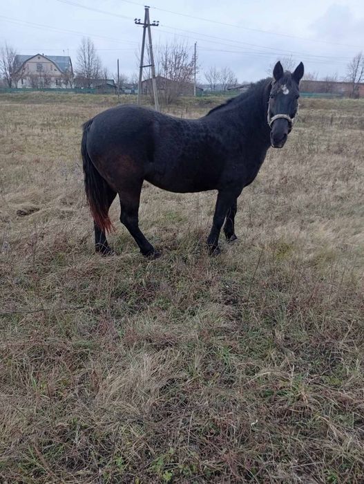 Продам пару кобил