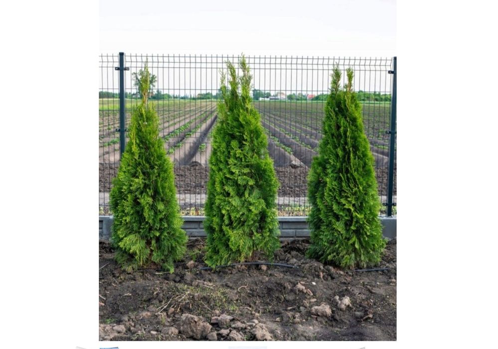 Panel ogrodzeniowy 1,53 m x 2,5 m, antracyt, Fi4 TRANSPORT PL