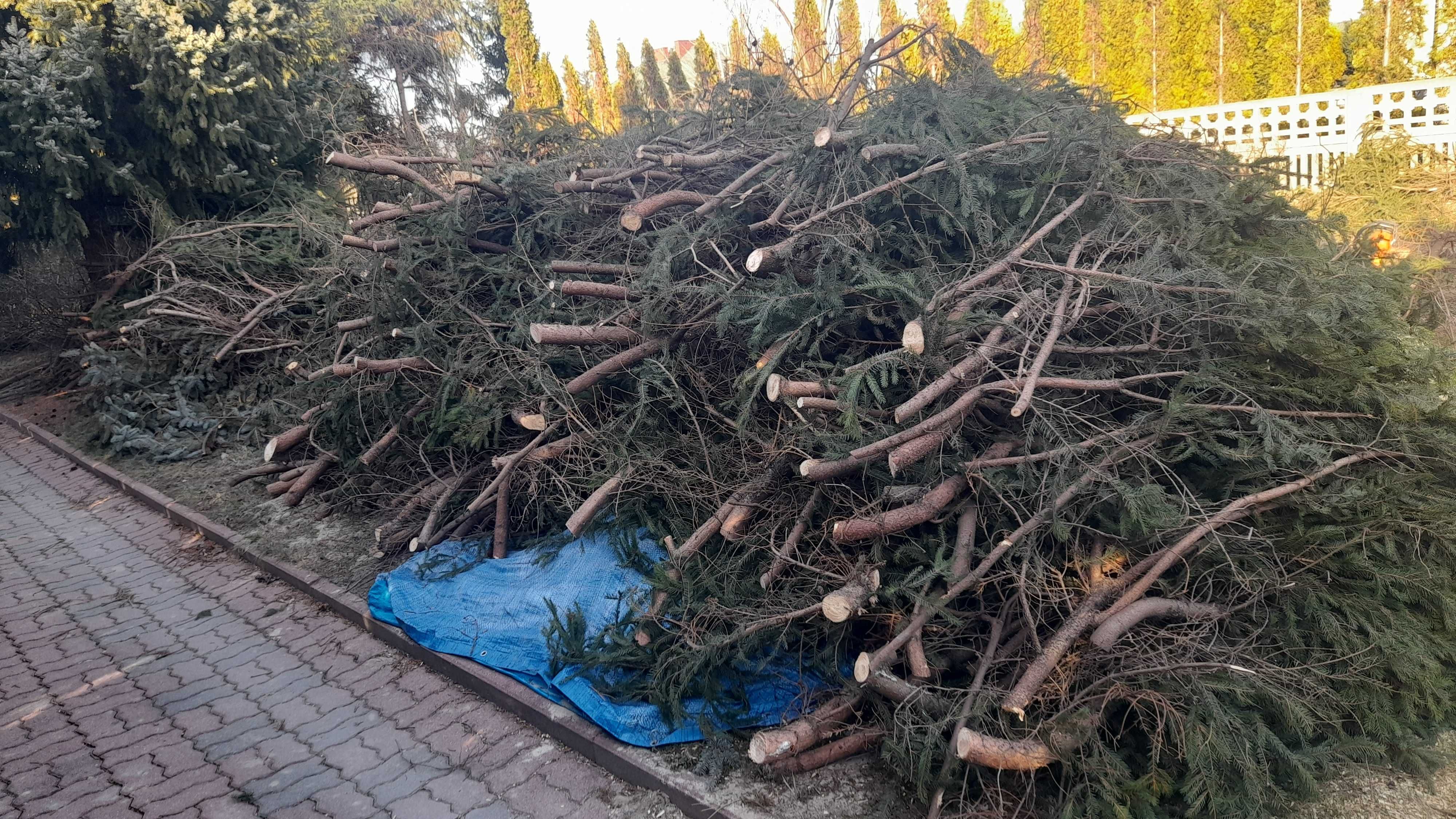 Gałęzie świerkowe oddam za darmo. Pień orzecha włoskiego.