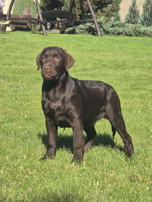 Labrador retriever ZKwP/FCI - KOMPLET SZCZEPIEŃ