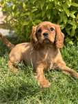 Piesek ruby - Cavalier  King Charles Spaniel