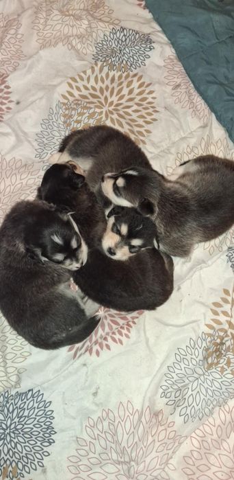 Husky, mieszańce do oddania za tydzień!