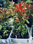 Photinia red robin 40/50cm