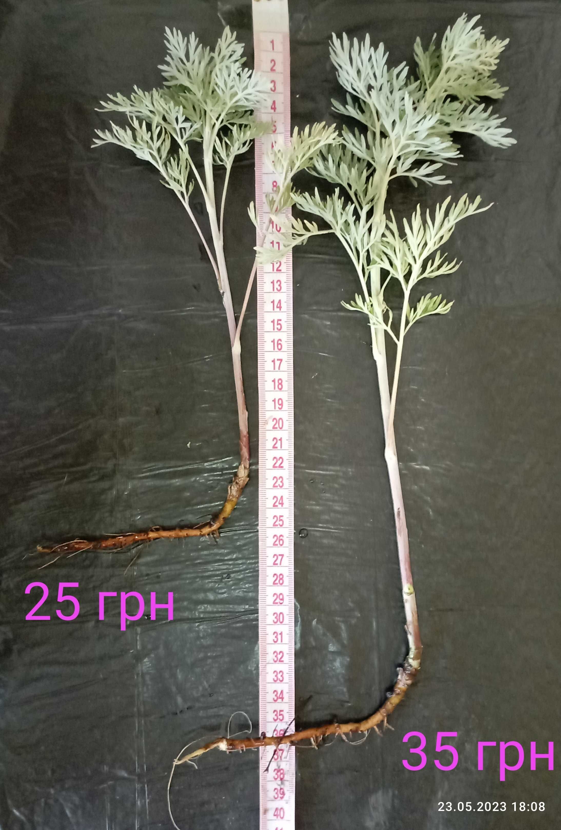 ПОЛИН ГІРКИЙ Artemisia absinthium ПОЛЫНЬ ГОРЬКАЯ саджанці/розсада ЗКС