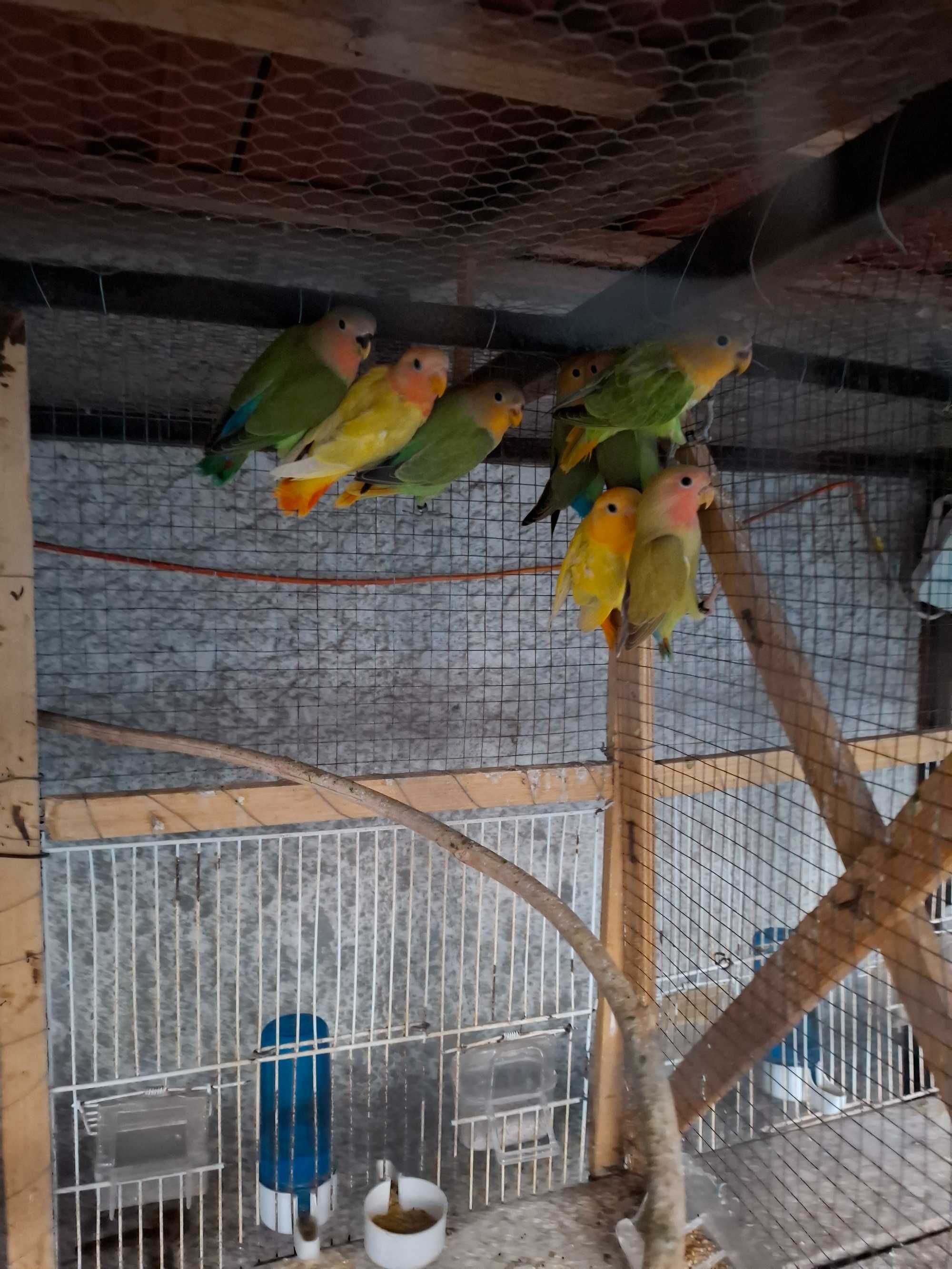 Agapornis deste ano para cedencia