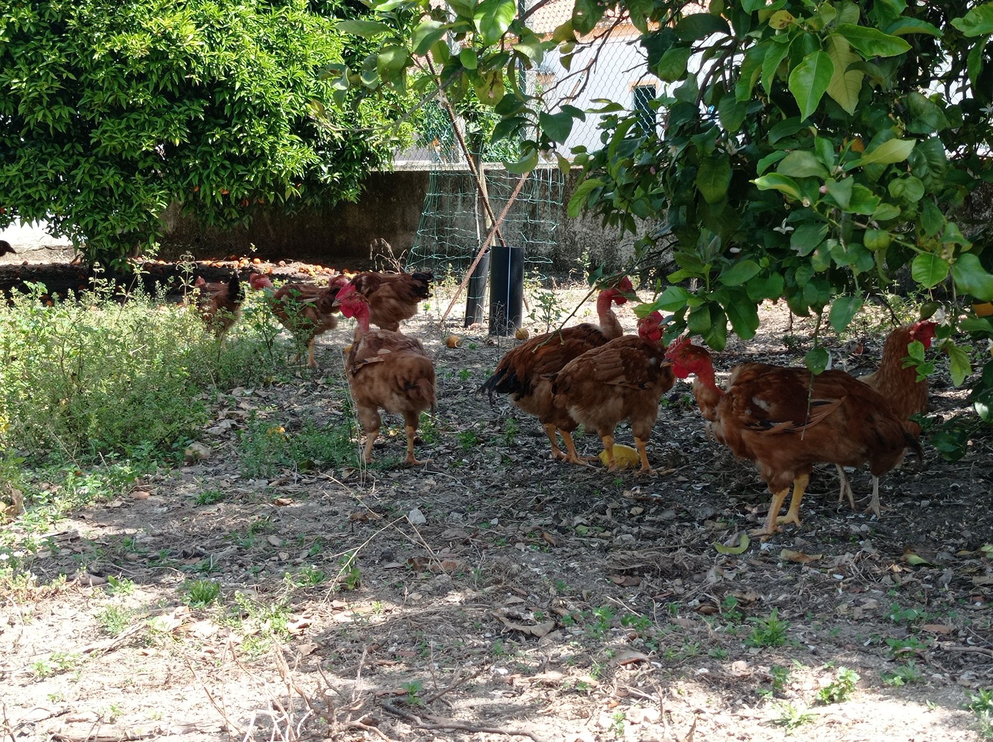 Galos de campo criação caseira