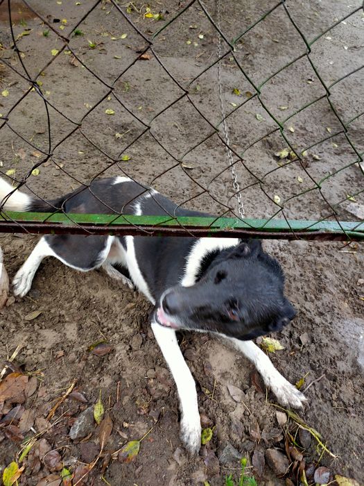 Собачка кличка Рада