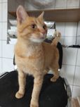 5-letni Kazik poleca się do adopcji