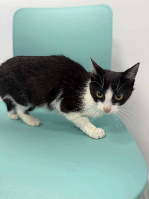 Proludzka, miziasta kotka czeka niecierpliwie na dom!!