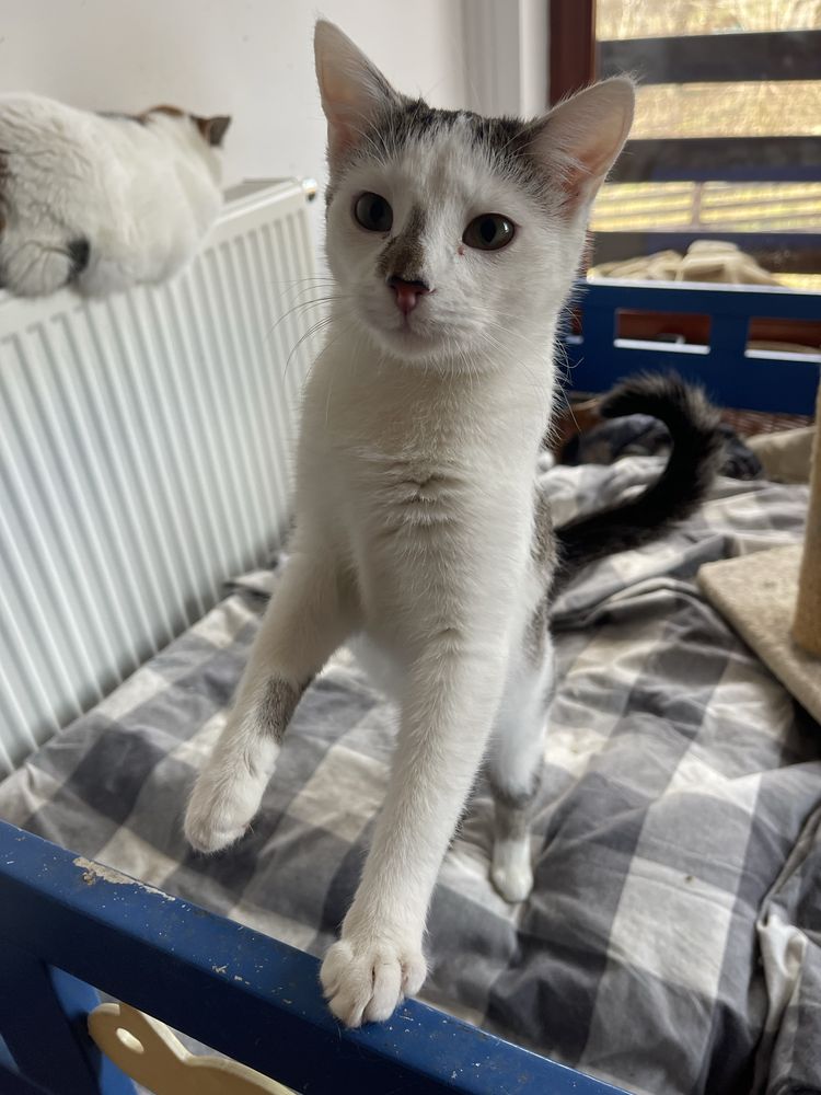 Kociaki do adopcji