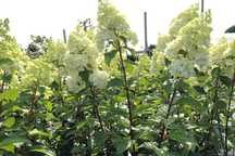 Hortensja bukietowa  Vanille Fraise , Limelight, Biała