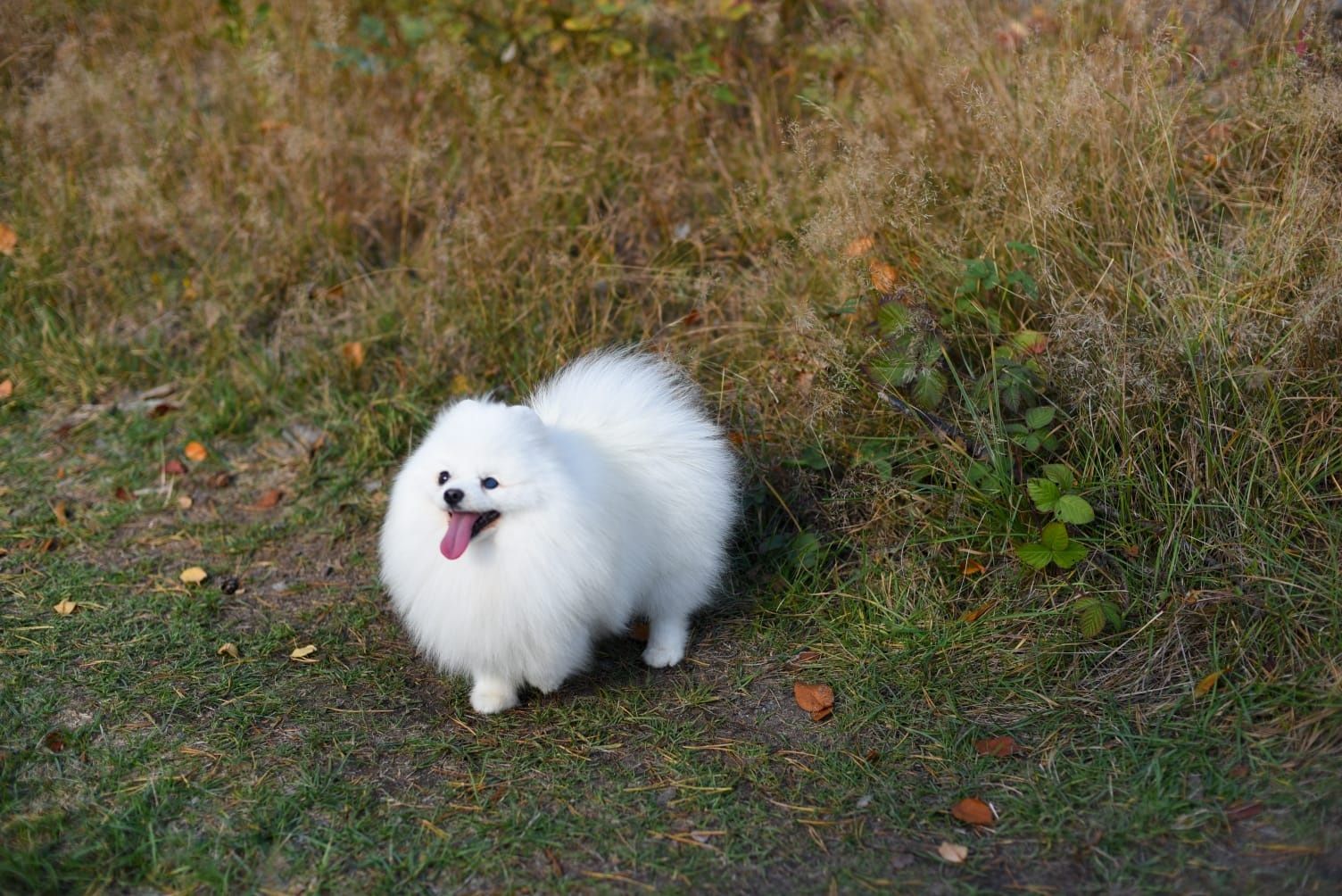 Reproduktor szpic miniaturowy pomeranian