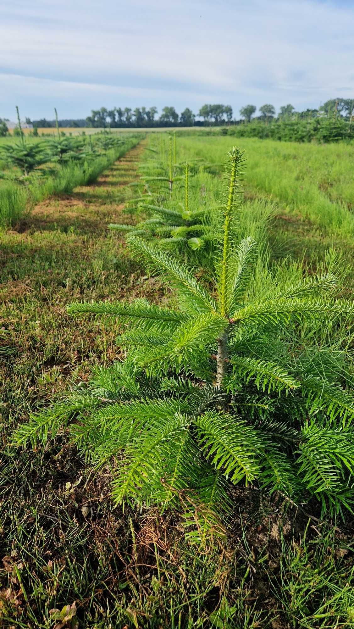 Jodła Kaukaska (Abies Nordmanniana) w donicy ukorzeniona 30 cm