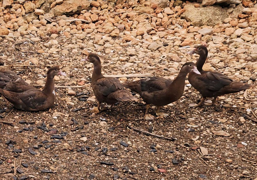 Ganso toulouse e patos mudos castanhos, cinza e branco