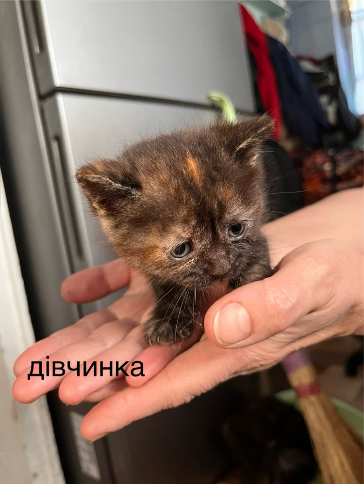 віддам котиків в добрі руки,місяць народжені