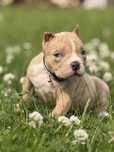 American Bully Pocket ABKC suczka merle