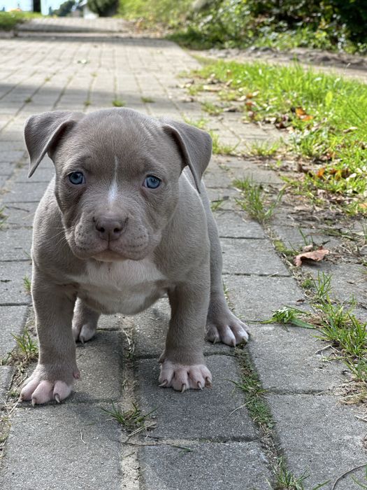 Amstaff American staffordshire terrier