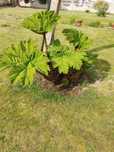 Gunnera olbrzymia manicata