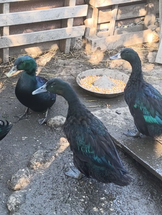 Casais de patos cayuga
