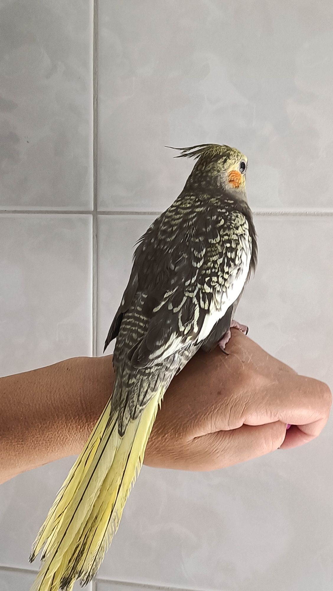 Caturras normais e criadas a mão