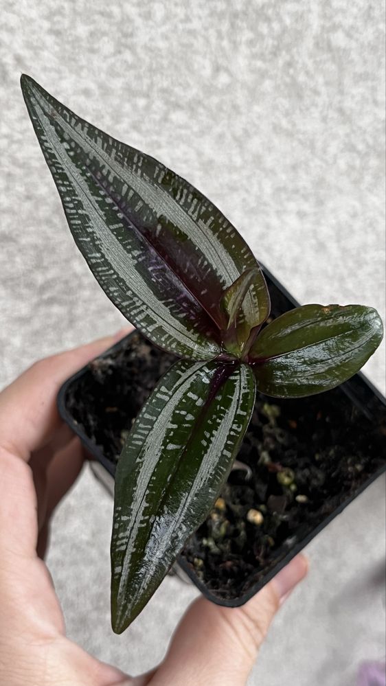 Dichorisandra musaical trzykrotka
