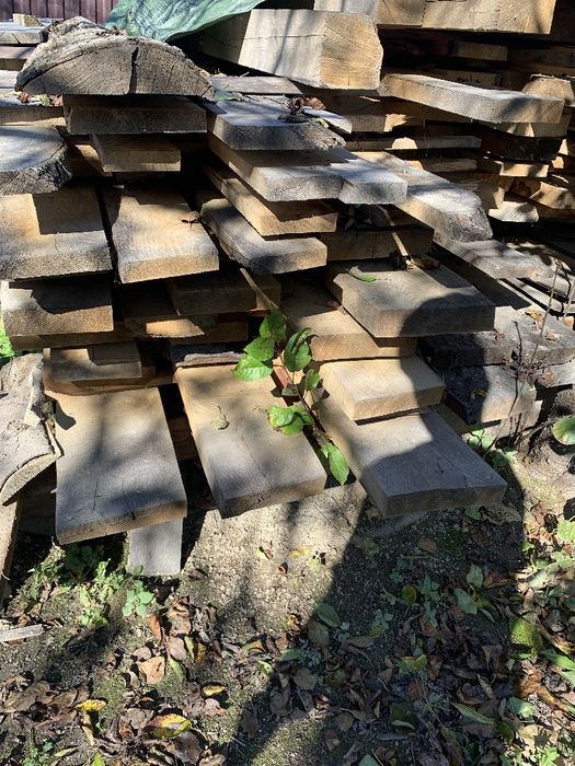 Дошка 30-ка хвойна