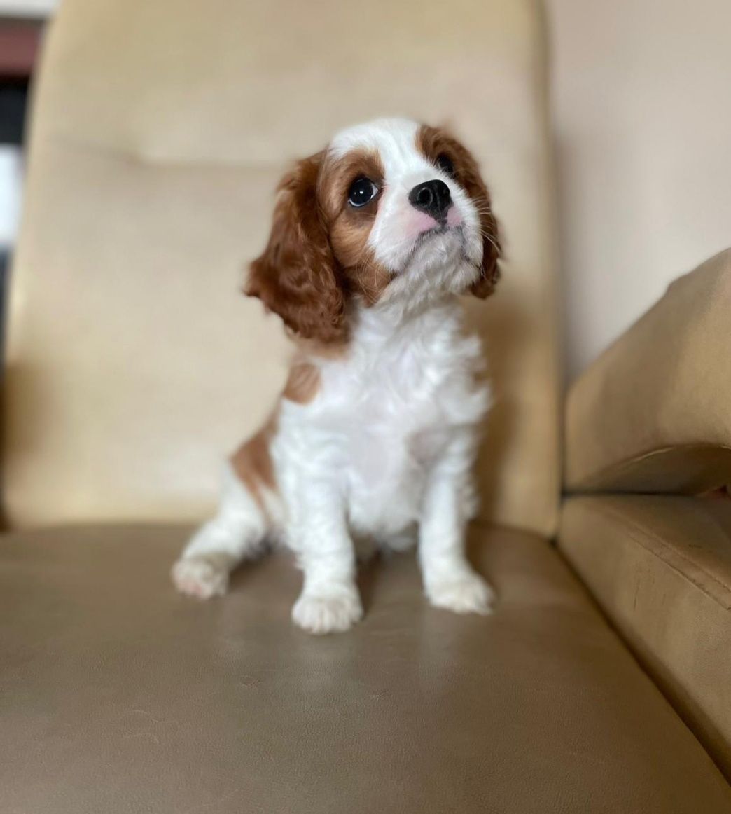 Cavalier King Charles Spaniel dziewczynka