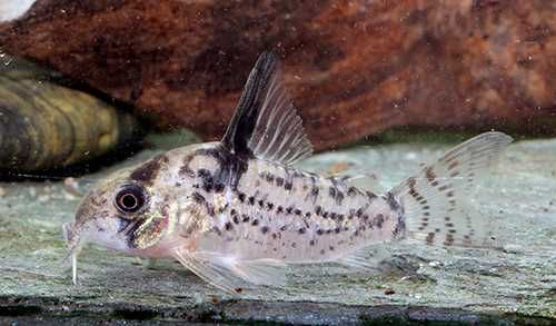 corydoras cw 115