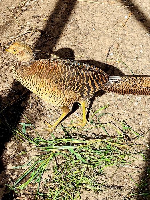 Owce kameruńskie, bażanty złociste,kaczki mandarynki przepiórki