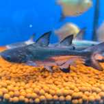 Pangasius Hi-Fin (Pangasius Sanitwongsei)