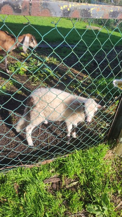 borrega.                   .