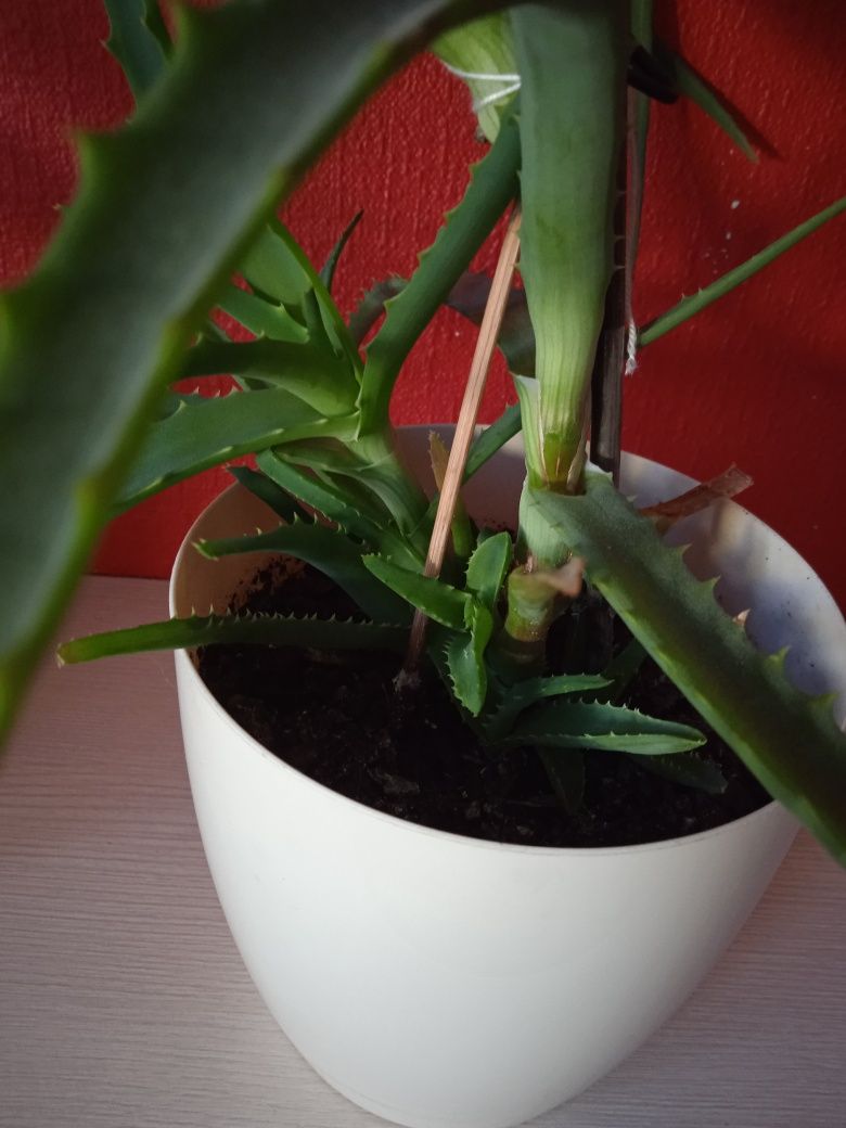 Kwiat leczniczy Aloes drzewiasty